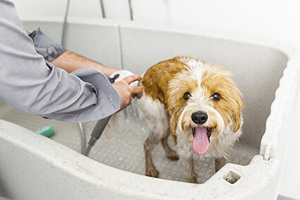 An image of bathing a cute dog
