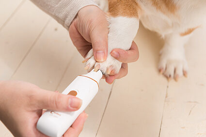 Unrecognizable woman doctor holding dog grinding toenails